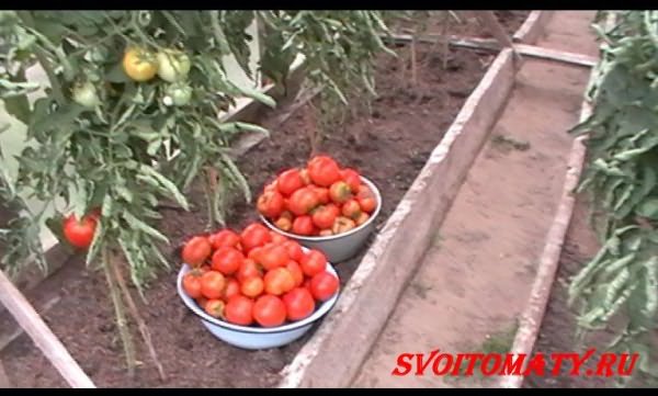 Томат улыбка розы. Самые урожайные сорта томатов для теплицы. Формирование томата де барао в теплице. Томат среднеспелый тепличный. Помидоры для теплицы для средней полосы.