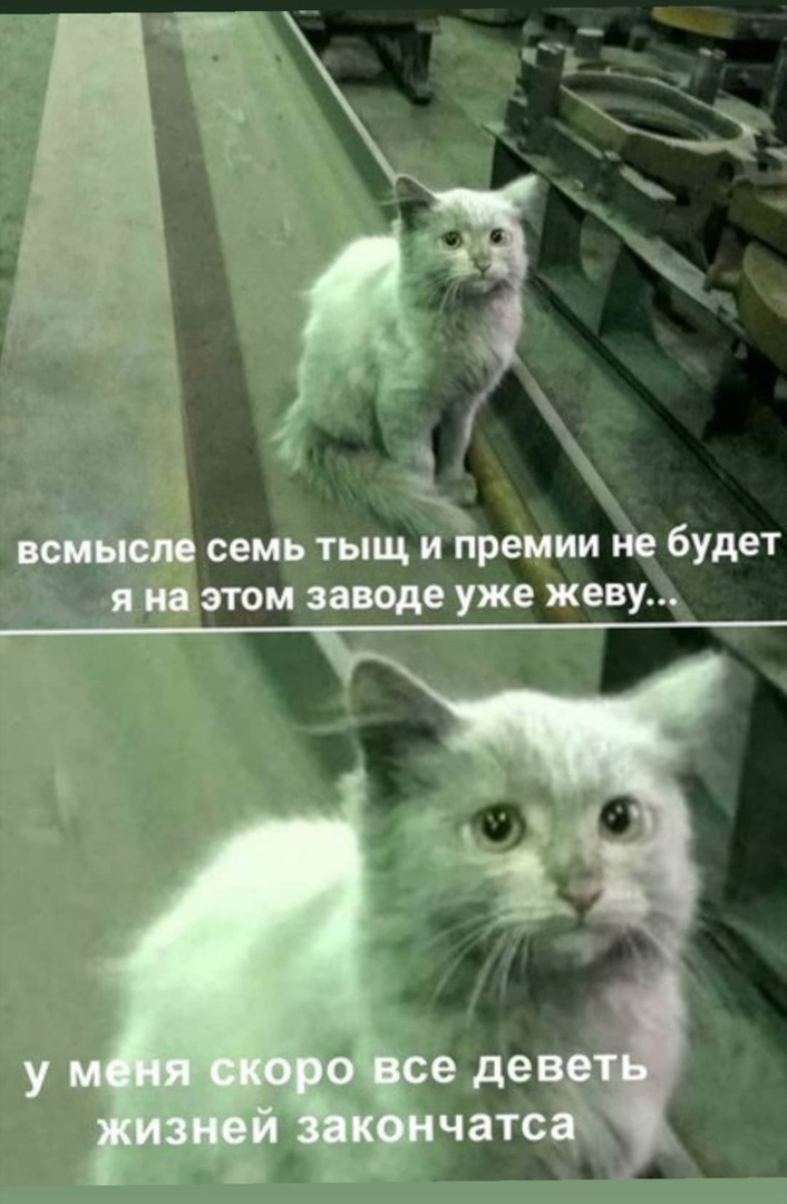 На завод картинка с котами